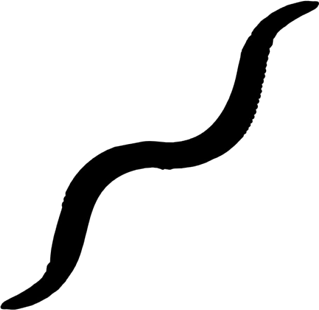 Caenorhabditis Elegans - Black Worm Png (626x626)