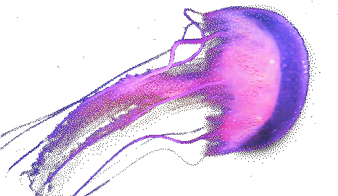 Affordable Transparent Jellyfish Gif With Jellyfish - Jellyfish Gif Transparent (500x281)