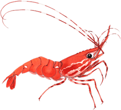 Shrimp Clipart Transparent Png - Shrimp Clipart Transparent (400x400)