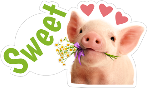 Sticker 10 From Collection «avanti's Love Is Funny - Domestic Pig (490x317)