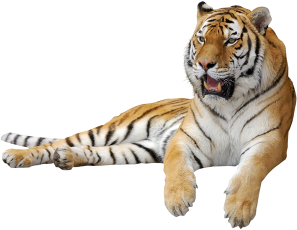 Cute Jaguar Clipart Black And White Download - Tiger Png (600x469)