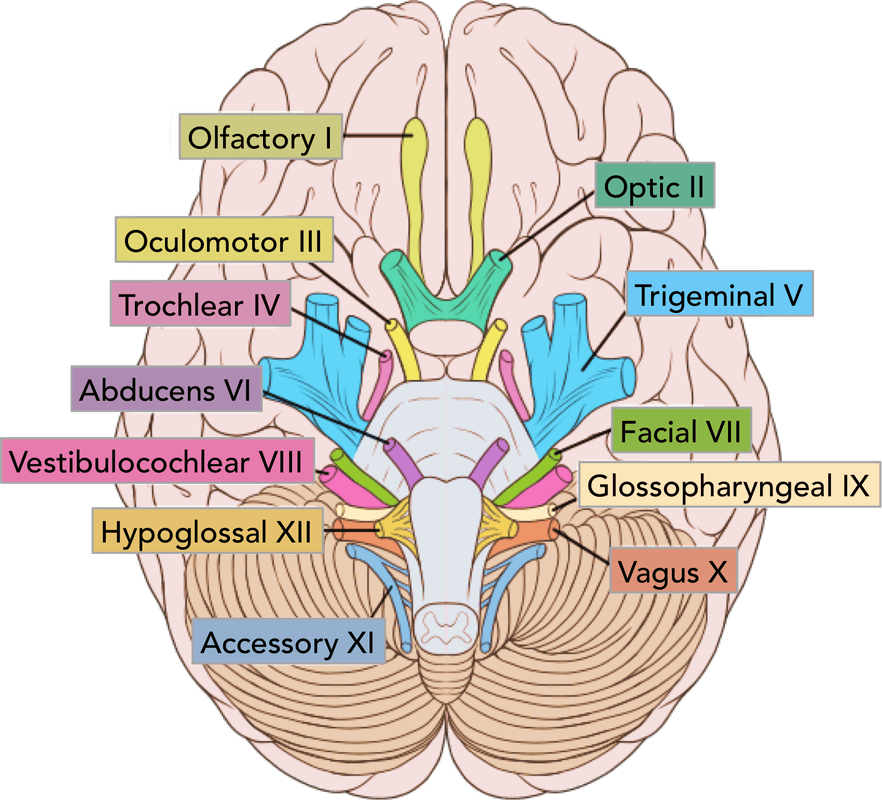 Sympathetic Nervous System Fight Or Flight Examples - Cranial Nerves On Brain (882x800)