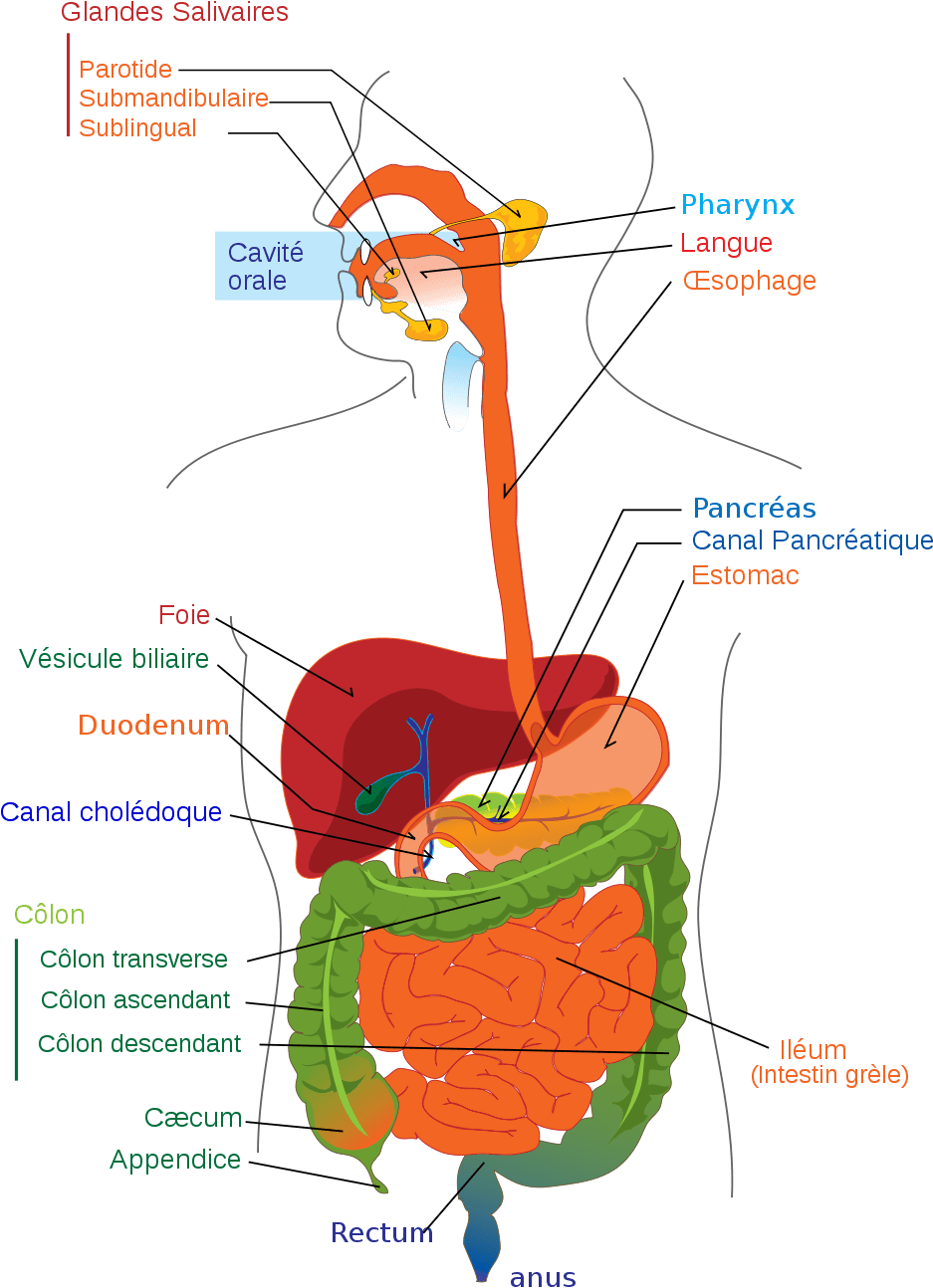 Digestive System Diagram (1000x1385)