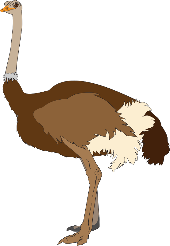 Clipart Ostrich Images Png Images - Ostrich Clipart (554x800)