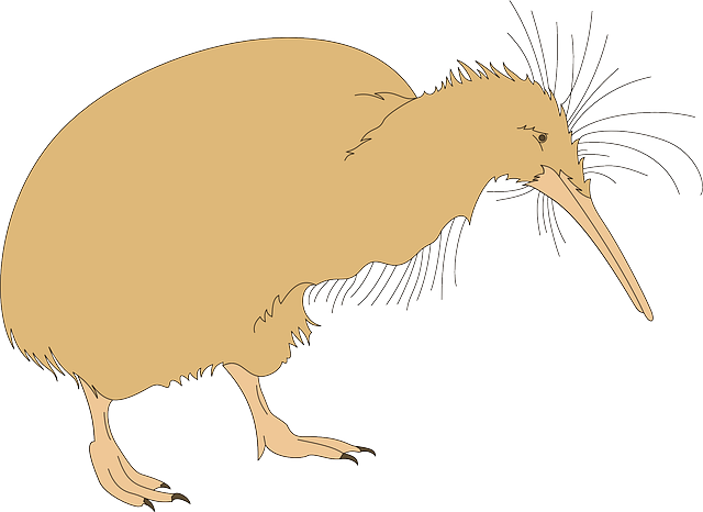 Kiwi Clipart Kiwi Bird - Kiwi Fuzz (640x466)