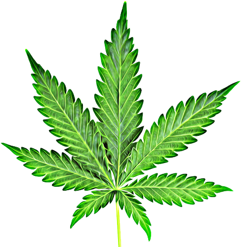Cannabis Cliparts - Cannabis Png (494x500)