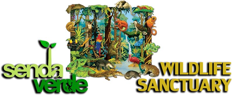 Christmas Day And New Year's Day - Tropical Rainforest With Animals (800x337)