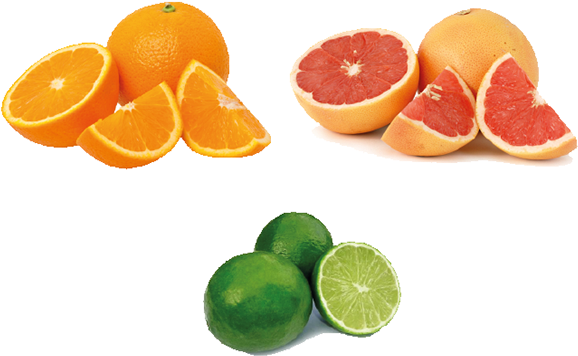 Primer Boceto De Animales, Frutas Y Botella - 5 Go Foods (600x409)