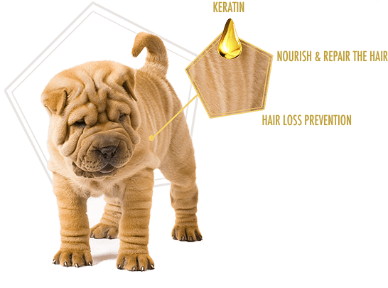 Disodium Cocoamphodiacetate, Caprylyl/capryl Glucoside, - Shampoo (550x471)