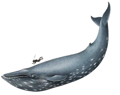 Http - //webclipart - About - Blue Whale 5 - Htm - Blue Whale Png (400x316)