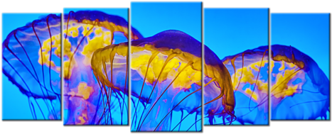 Beautiful Tube Jellyfish - Jellyfish (480x480)