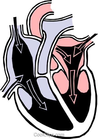 Heart Chambers Royalty Free Vector Clip Art Illustration - Circulatory System (338x480)