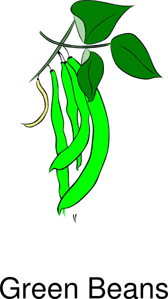 Green Bean Plant Clip Art (336x597)