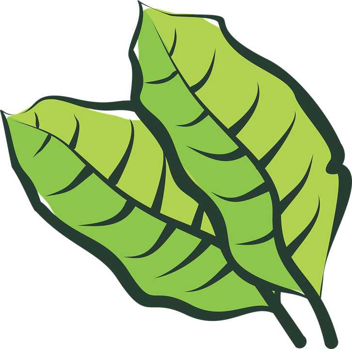 Plants Clipart Plantation - Planta De Tabaco Png (726x720)