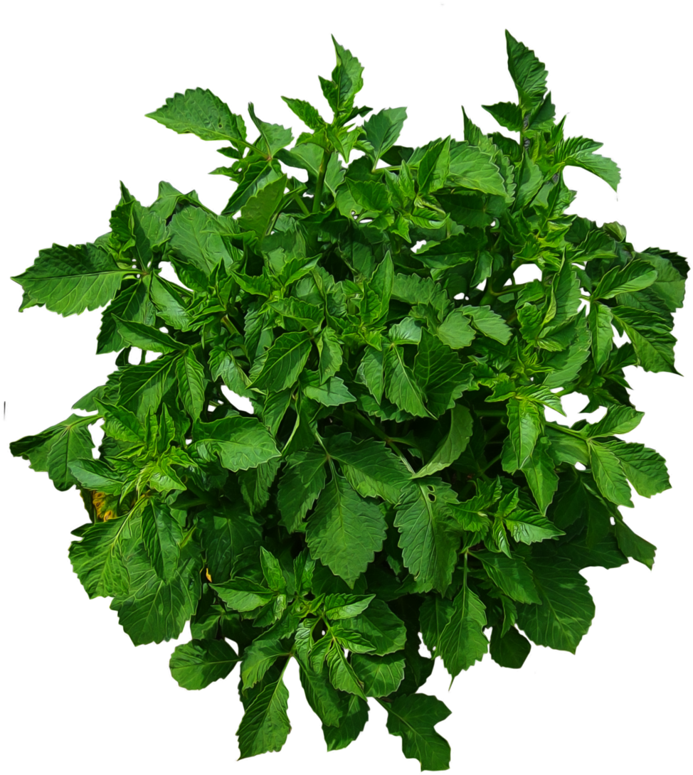 Plants Plan View Png - Plants Plan View Png (1024x1149)