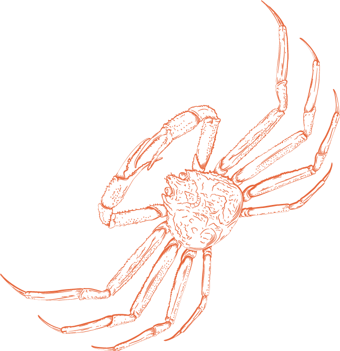 Illustration Of A King Crab - King Crab (677x697)