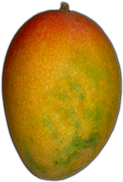 Best Free Mango High Quality Png - Mangifera Indica (500x400)