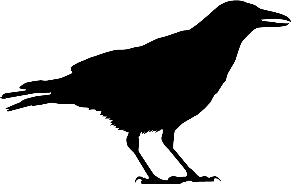 American Crow Overview, All About Birds, Cornell Lab - Black And White Crow (1024x1024)