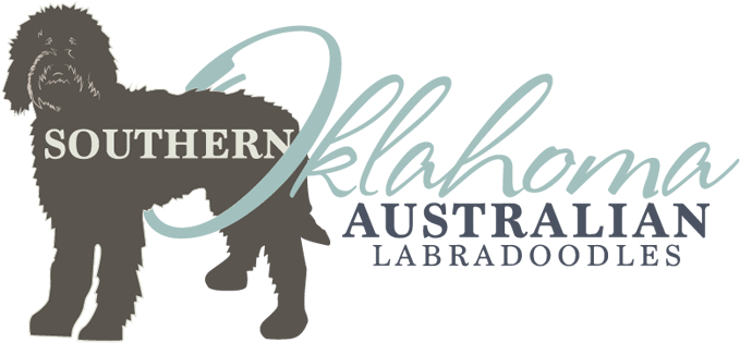 Labradoodle Dog Breeder Logo Design Rieger Ranch - Labradoodle (800x500)