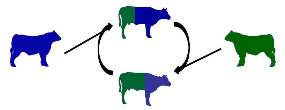 Image Showing A Two Breed Rotation - Bbq Is Udderly Delicious Rectangle Magnet (978x379)
