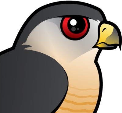 Also Known As - Cooper's Hawk Cartoon (440x440)