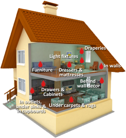 Home - Get Rid Of Bed Bugs Yourself (450x516)
