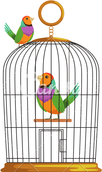 Cartoon Couple Of Multi-colored Tropical Birds - Jaula En Dibujos Animados (800x800)