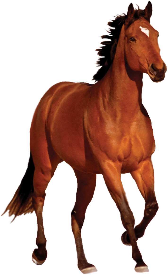 Mustang Bay Running Clip Art - Horse Png (720x1171)