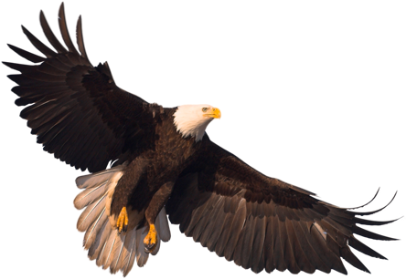 Eagle Png Image With Transparency, Free Download - Eagle Png (450x321)