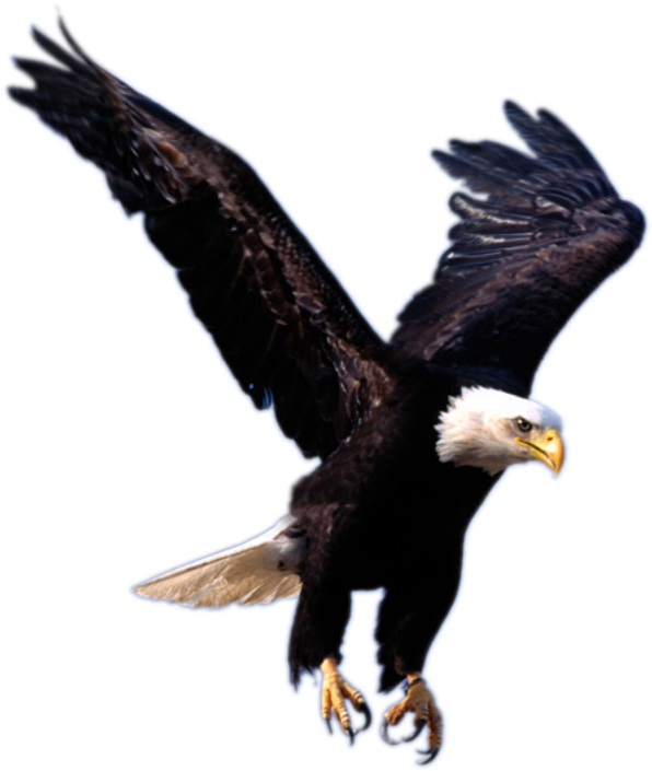 Flying Eagle Png Image, Free Download - Flying Eagle (696x747)