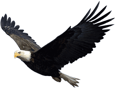 Eagle Png Image, Free Download - Eagle Png (851x644)