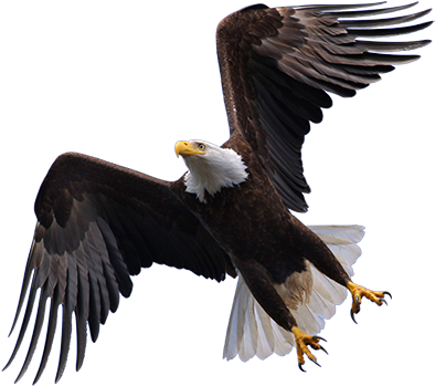Transparent Png Sticker - Eagle Png Images Hd (400x356)