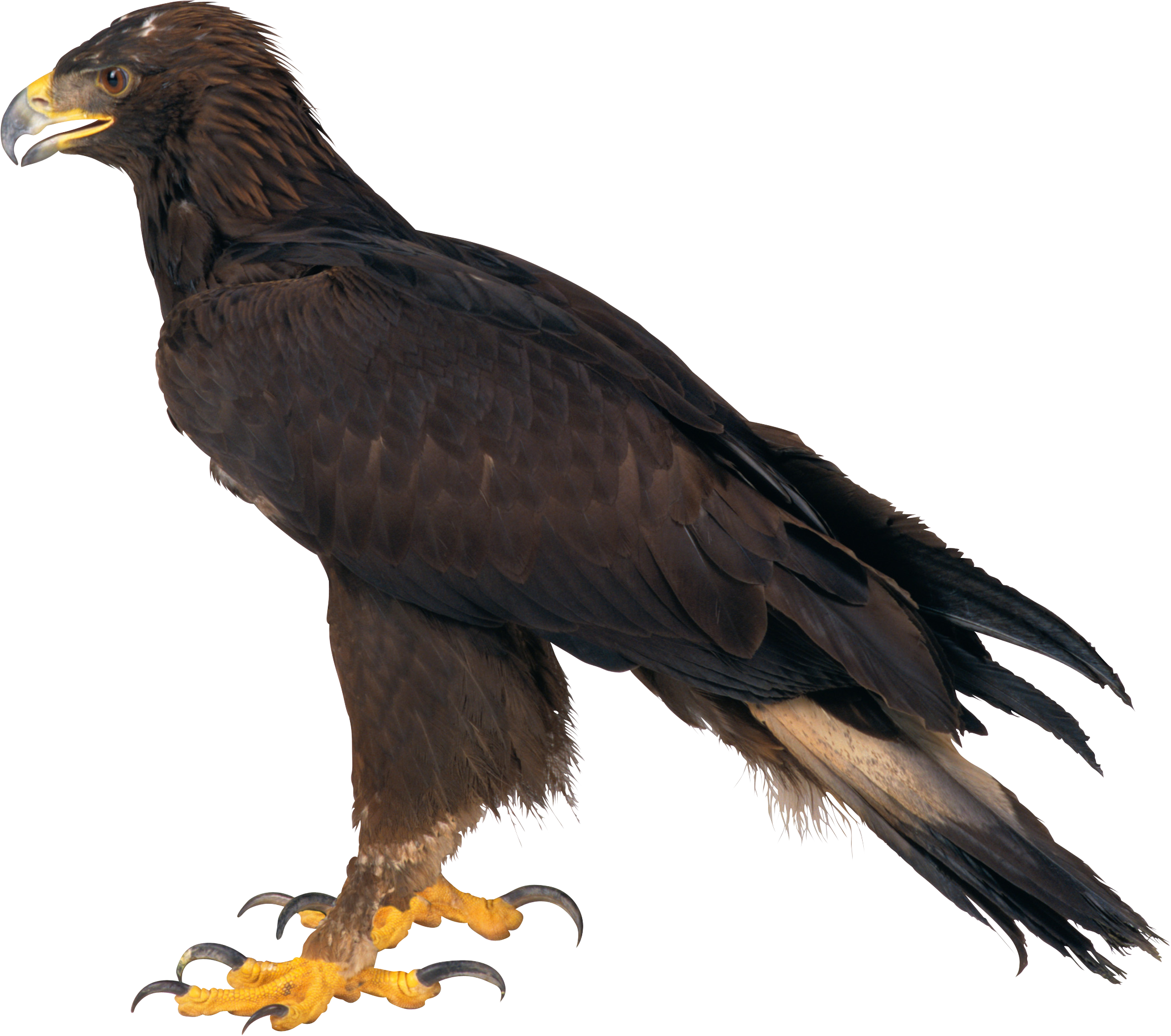 Eagle Png Image, Free Download - Png Eagle Hd (2108x1866)