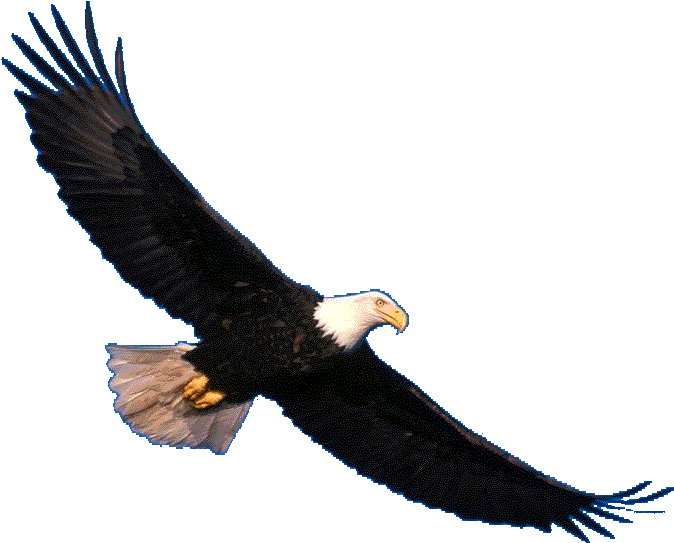 Eagle Soaring (693x556)