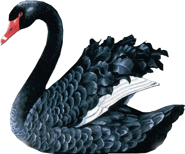 Gif Cygne Animejp59 - Cygnini (415x450)