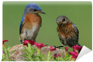 Bluebirds (400x400)