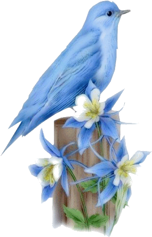 Tube Bel Oiseau Blanc Printemps Ete - Gif Nombres De Hombres (336x532)