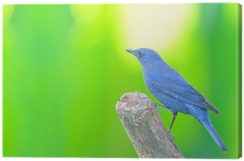 Quadro Su Tela Passero Solitario Uccello • Pixers® - Indigo Bunting (400x400)
