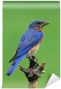 Stock Photography (400x400)