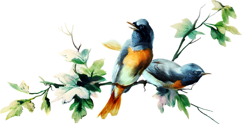 Плечом К Плечу - Les Oiseaux Png (800x411)