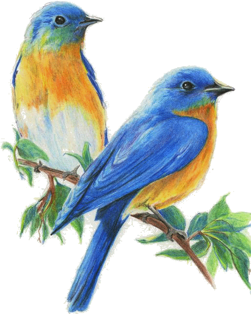 Tubes - Gifs Oiseaux - Sivo Premium Colored Pencils, 36 Count (563x815)
