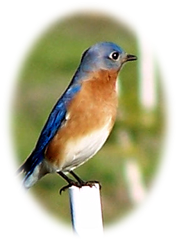 Pass Your Mouse Over The Bluebird Eggs - Eastern Bluebird (292x438)