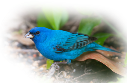 The Indigo Bunting - July Bird Of The Month (423x284)