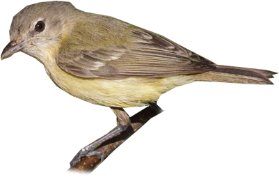 Bell's Vireo - Nightingale (400x400)