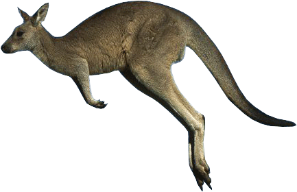 Kangaroo Png - Wallaby Png (456x308)
