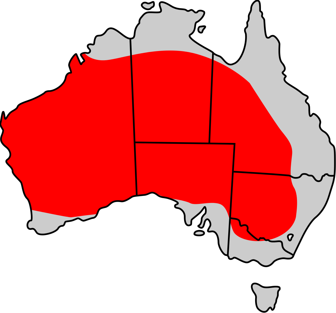 Where Red Kangaroos Live - Distribution Of Red Kangaroo (1101x1024)