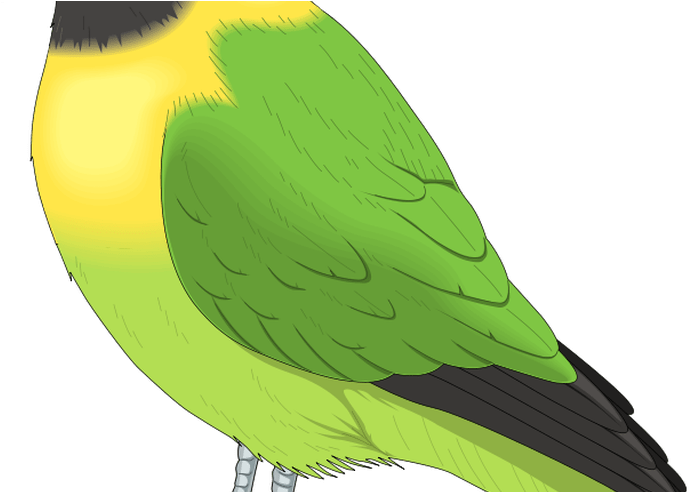 Cute Bird Clipart Free Download Clip Art Free Clip - Cute Bird Clipart Free Download Clip Art Free Clip (800x491)