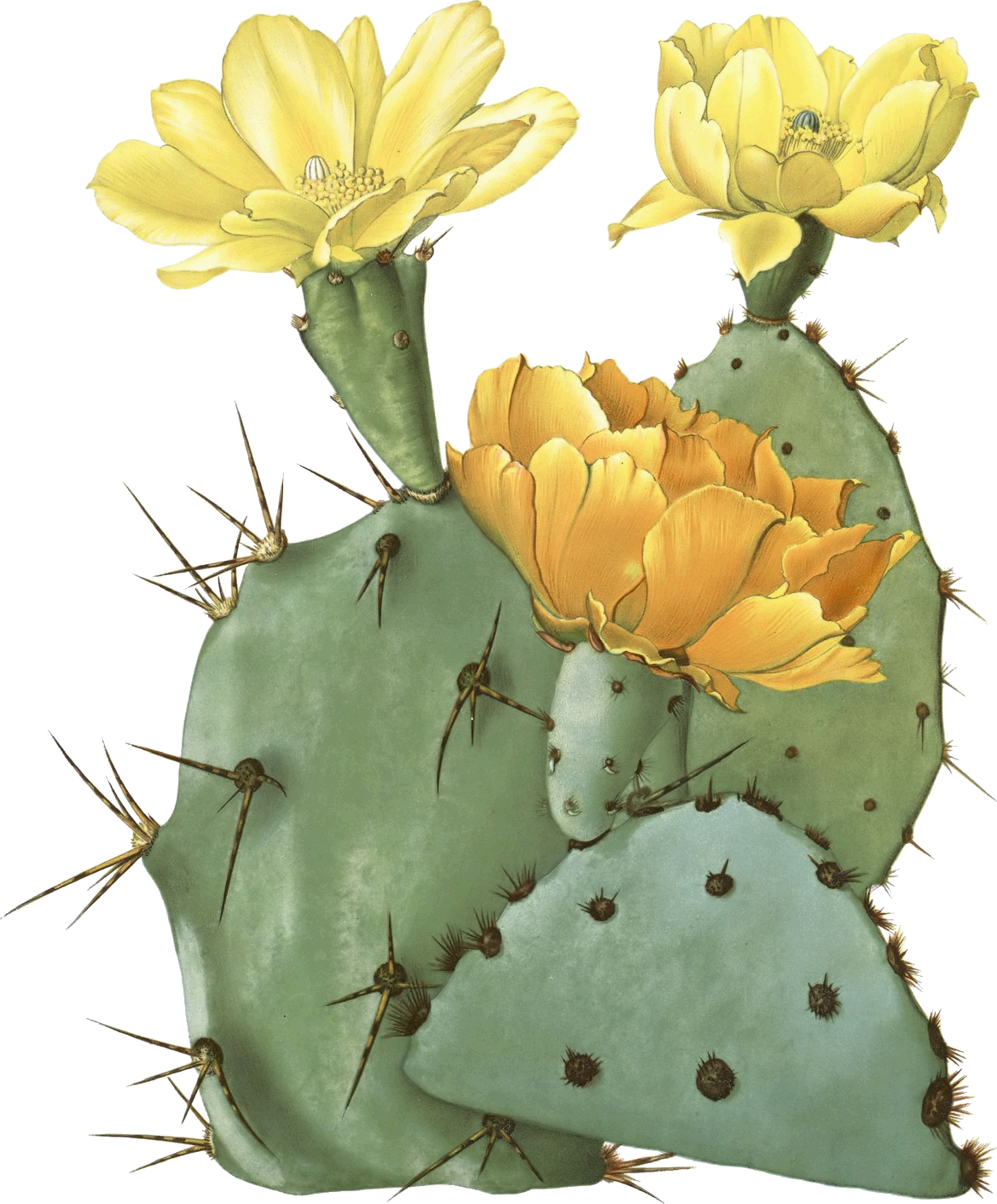 Drawn Cactus Prickly Pear Cactus - Prickly Pear Cactus Transparent (1169x1411)