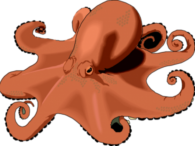 Free Octopus Clipart - Real Octopus Clipart (640x480)