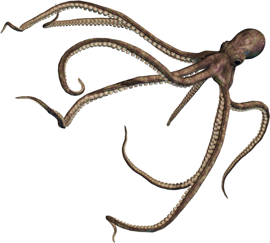 Octopus Png Transparent Images - Octopus Png (1024x880)